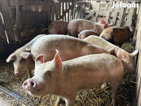 süldők malacok eladók 