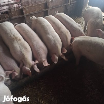 süldők máshol hiznának