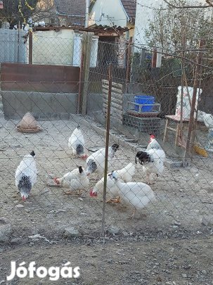 suseks tyúkok eladók 