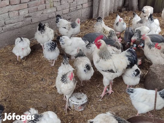 sussex család eladó