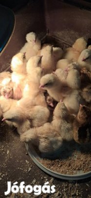 sussex csibék eladók 