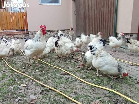 sussex tojás Pápán 