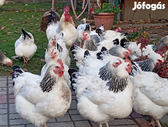 sussex tojás keltetes