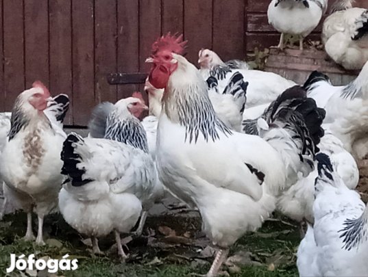 sussex tojás keltetni Pápa 