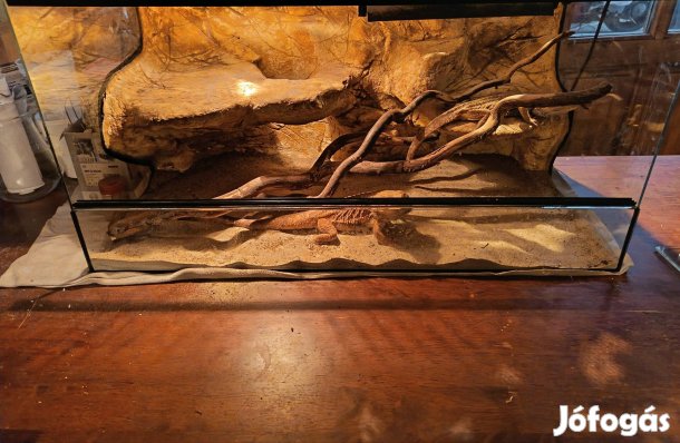 szakállas agámák teljes felszerelessel