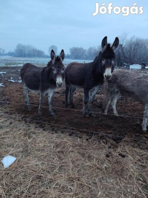 szamarak eladók 