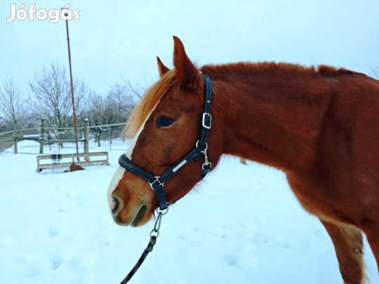 származásos útleveles kanca