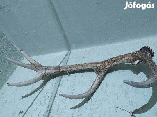 szarvasagancsok, dísztárgyak