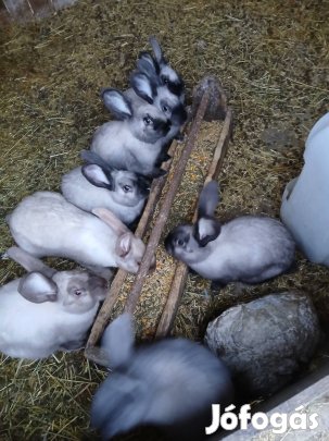 székely nyúl növendékek