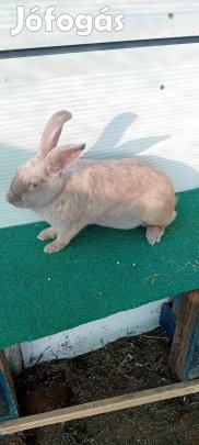 székely nyúl/nyúlak