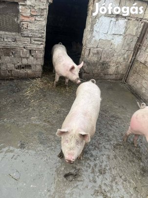 szép fiatal hizok eladóak érdeklődni csakis telefonon!