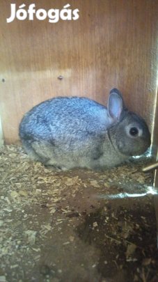 színes holland Törpe nyul