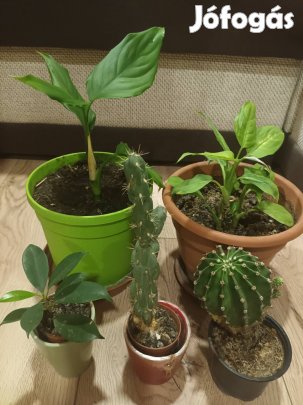 szobanövény eladó