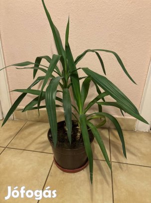 szobanöveny eladó