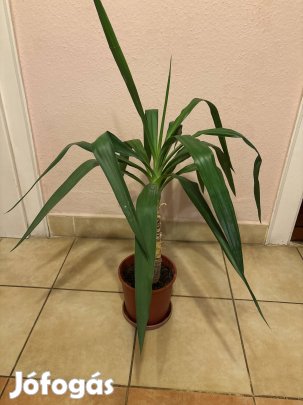 szobanöveny eladó