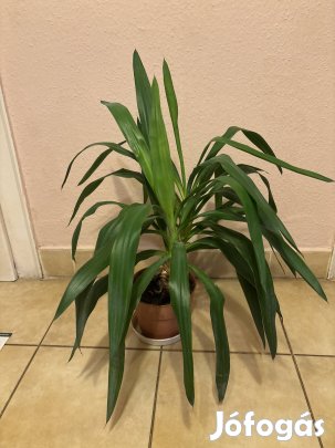 szobanövény eladó