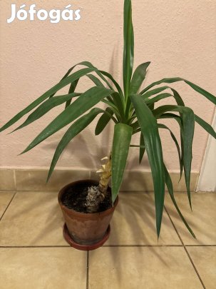 szobanöveny eladó