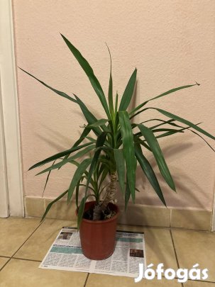 szobanövény eladó