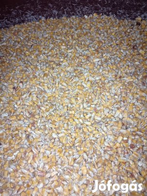takarmány kukorica