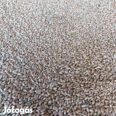takarmánybúza termelőtől