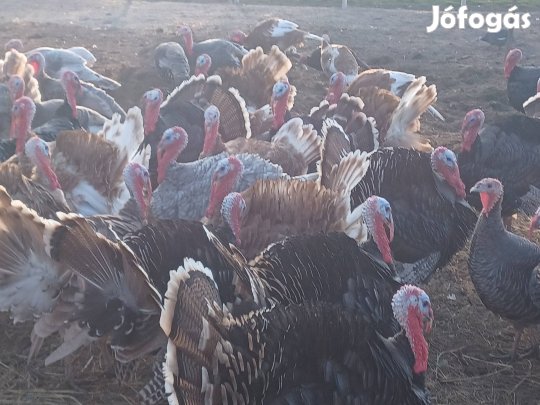 tanyasi kakaspulykák eladók 