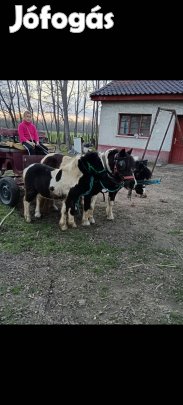 tarka csödőr csikó