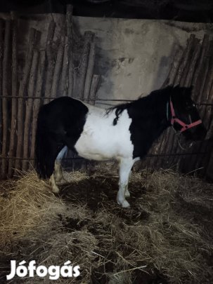 tarka csődör csikó