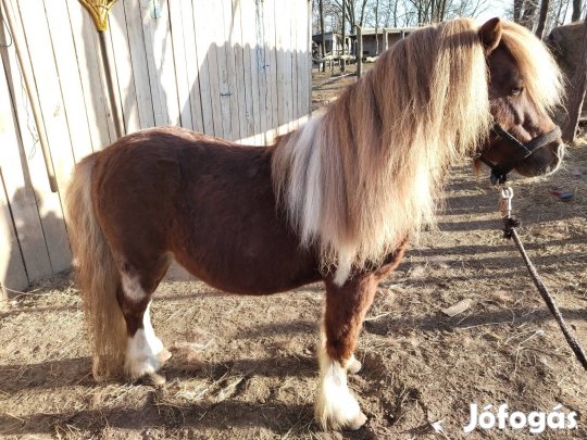 tarka csődör póni