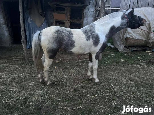 tarka csödör póni eladó 