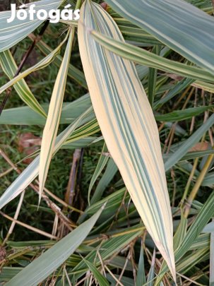tarka levelű bambuszok eladók.