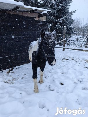 társlónak alkalmas csikó