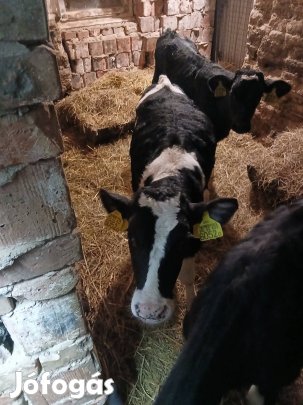 tejen nevelkedet hf bikaborju elado