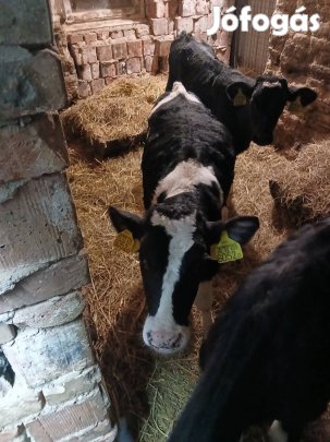 tejen nevelkedet hf bikaborju tíz hetes