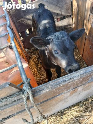 tejen nevelkedet limuzin uszoborju elado