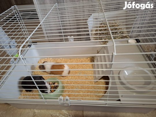 tengeri malac ketrec