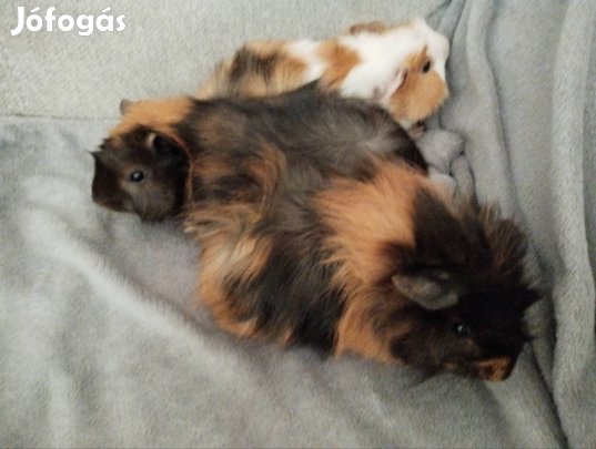 tengeri malac kölykök eladók 5500/db