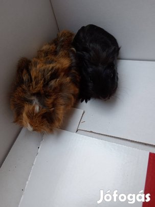 tengerimalac fiú kölykök eladók