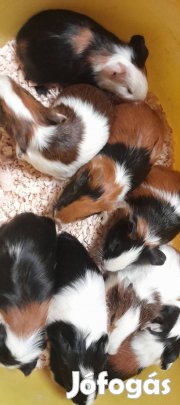 tengerimalacok költöznének