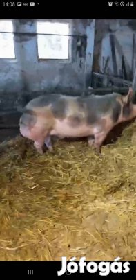 tiszta vérü belga pietrin kann 