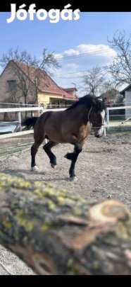 több db hidegvérű csikó eladó !!