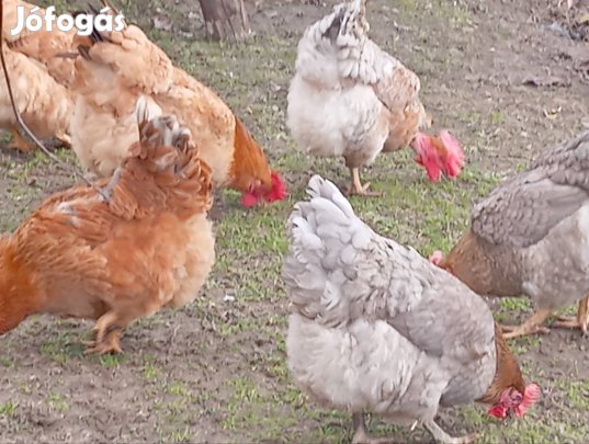 tojás eladó!