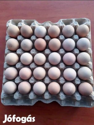 tojás keltetesre eladó 