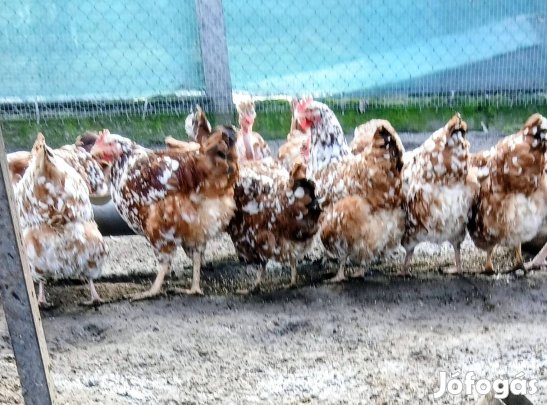 tojás keltetésre kapható