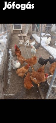 tojó jércék és kakasok