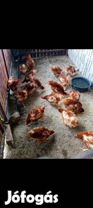 tojó tyúkok azonnal vihetők