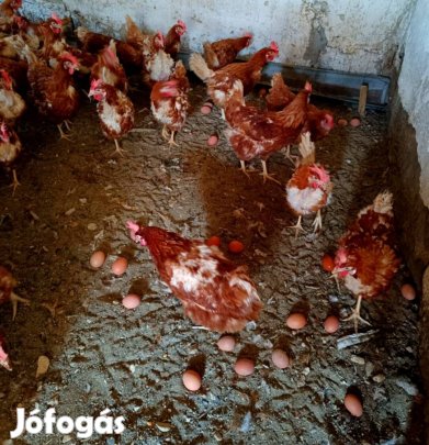 tojó tyúkok eladók 