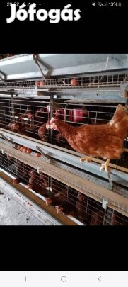 tojótyúkok eladók 
