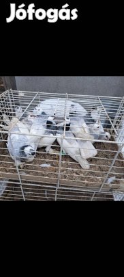 tollaslábú galambok 