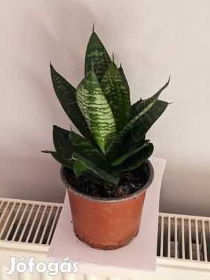 törpe anyósnyelv (sansaveria)