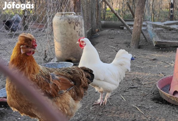 törpe kakas (japán kakas), és nagytestű kakas